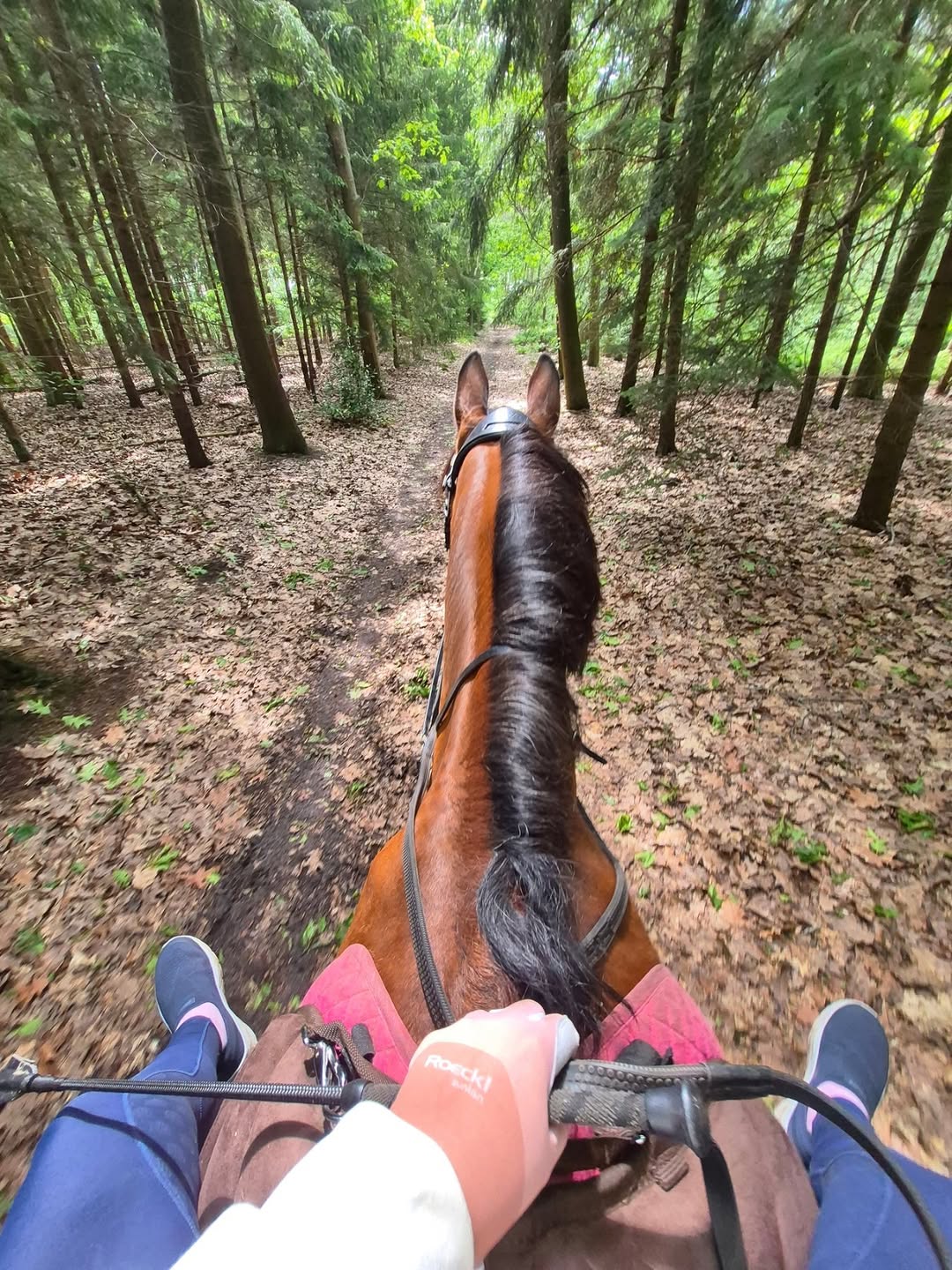 Bosrit vanaf het paard gezien